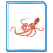 Încarcă imaginea în vizualizatorul Galerie, Animale - Invat limba engleza