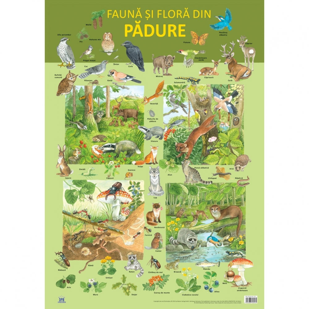 Plansa - Fauna si flora din padure - Nelson Verlag